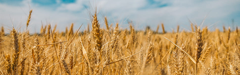 photo d'un champ de blé